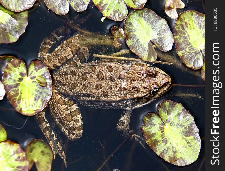 Common frog in the pond. Common frog in the pond