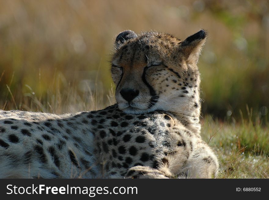 Leopard sunbathing in the sunny autumn-afternoon