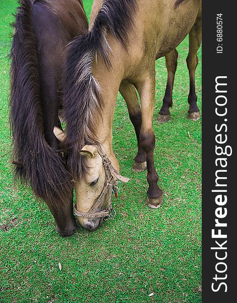 There are two horses on the meadowsï¼Œeating  grass