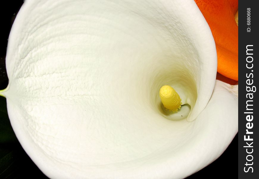 Macro flower of cala on a colore background