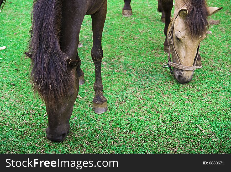 There are two horses on the meadows，eating  grass