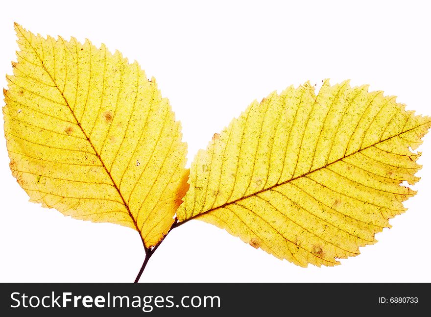 Close up a branch with yellow foliage. Close up a branch with yellow foliage