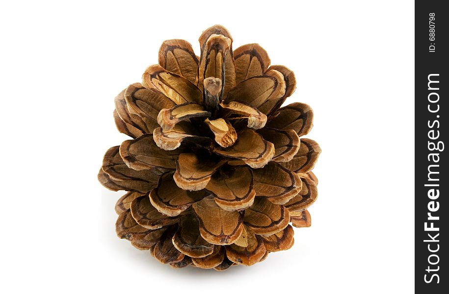 Pine Cone