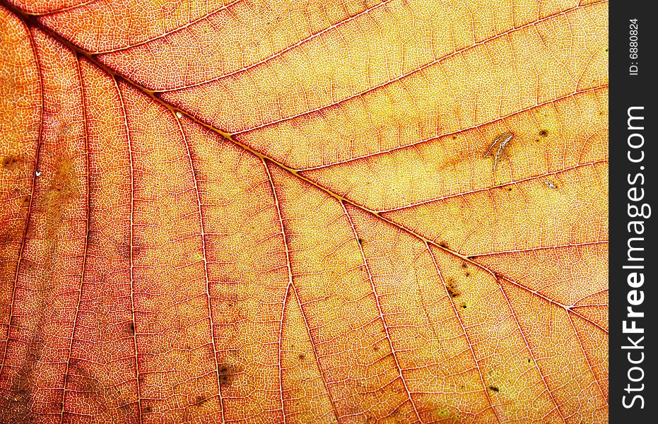 Close up of a yellow leaf