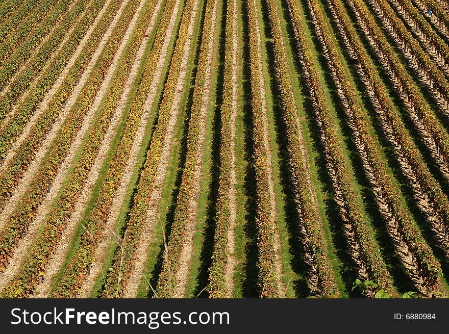 Rows of vines taken from above forming a pattern. Rows of vines taken from above forming a pattern