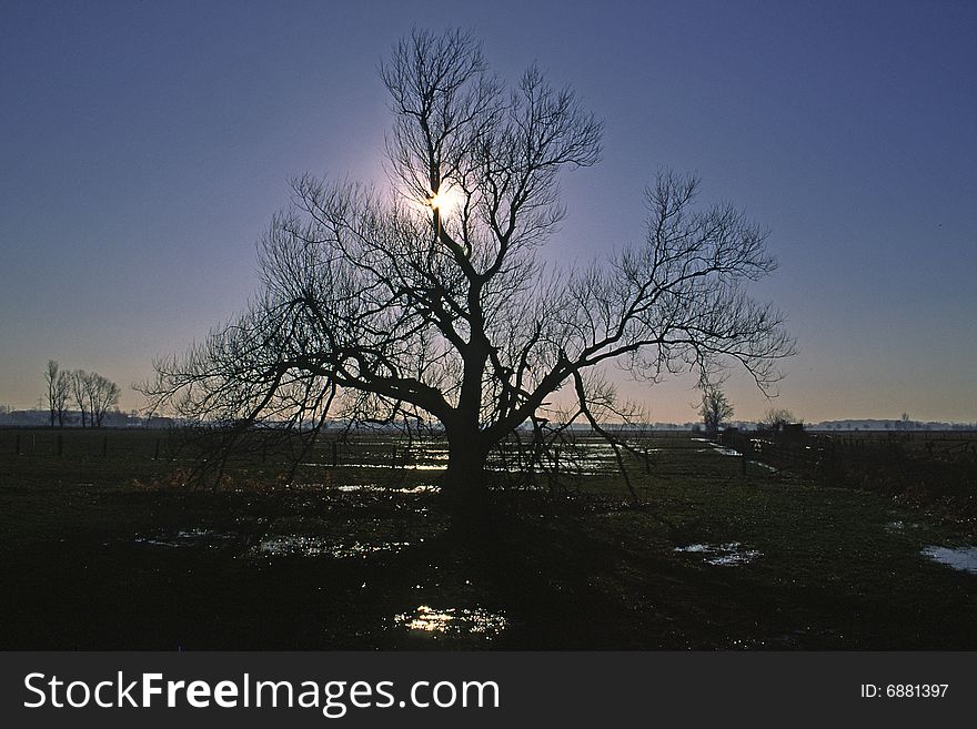 Willow in Lower Saxony, DÃ¼mmer, OsnabrÃ¼cker Land, Germany. Willow in Lower Saxony, DÃ¼mmer, OsnabrÃ¼cker Land, Germany