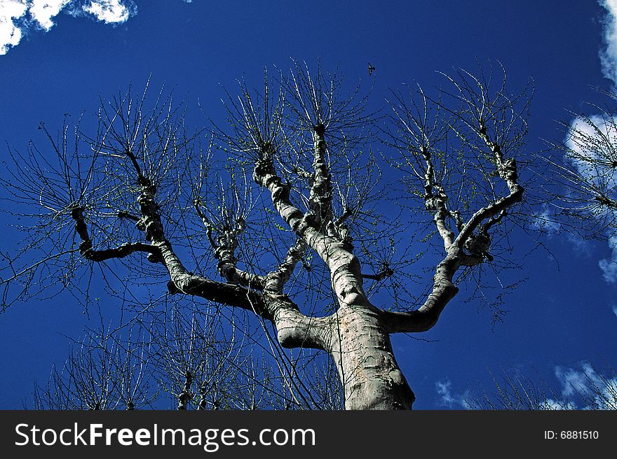 Platanus Tree In Aix-en-Provence, Provence, France