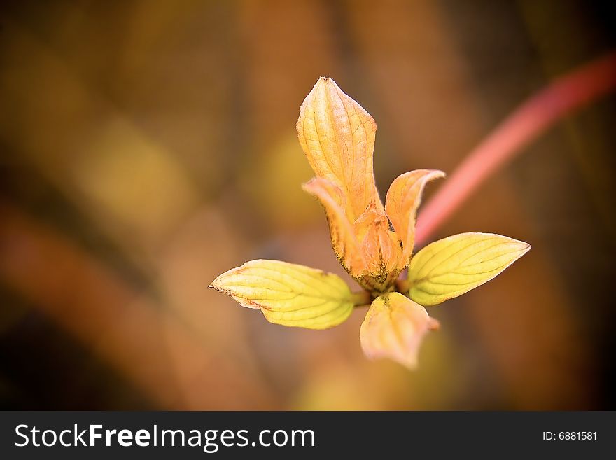 Tiny bunch of fresh budding yellow leaves in spring. Tiny bunch of fresh budding yellow leaves in spring.