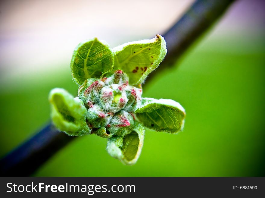 Tiny bunch of fresh budding green leaves in spring. Tiny bunch of fresh budding green leaves in spring.