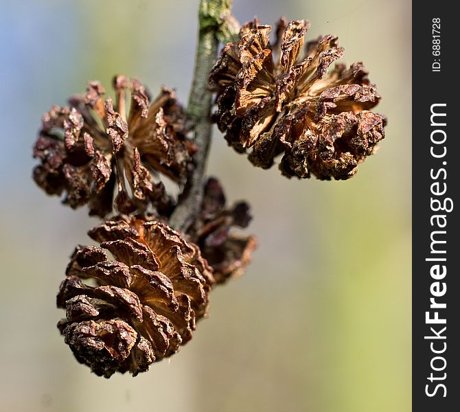 Tiny dried up flowers, looking like pine cones. Tiny dried up flowers, looking like pine cones