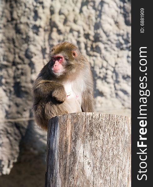 Japanese macaque living in territory of a zoo