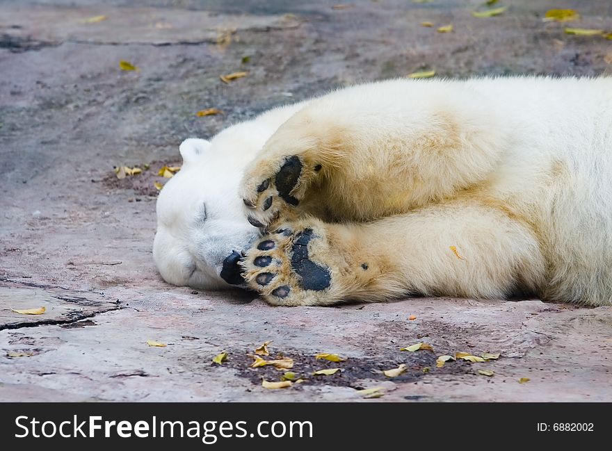 The polar bear living in territory of a zoo