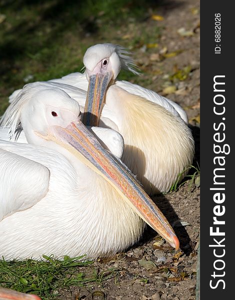 Pelican living in territory of a zoo
