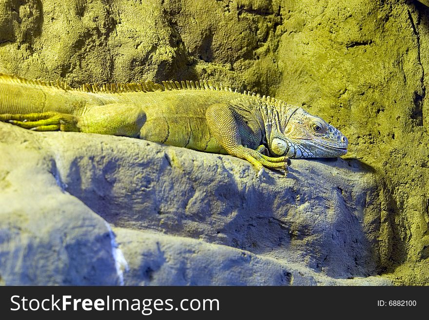 Iguana living in a terrarium of a zoo
