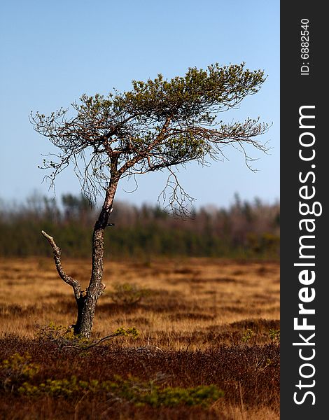 Safari Tree In Meadow