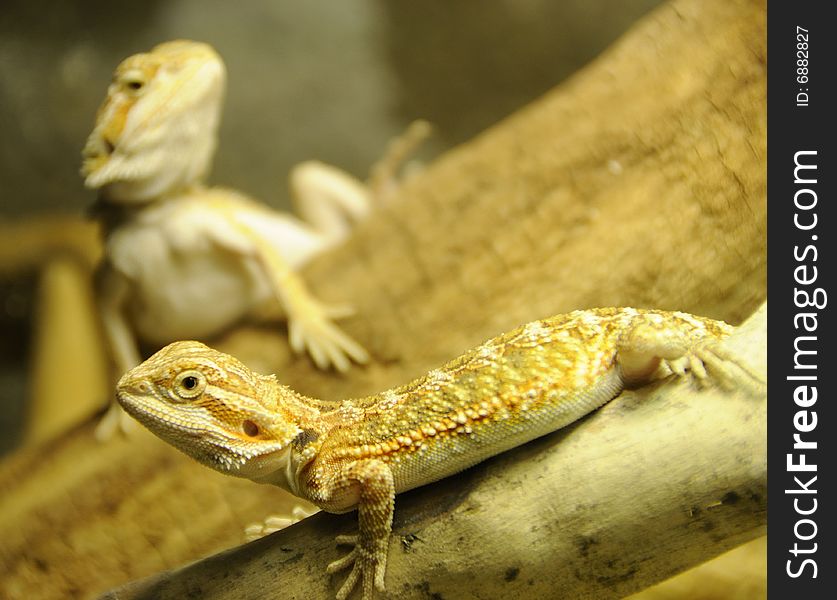 Juvenile Bearded Dragon Siblings Taking a Breather After Dinner