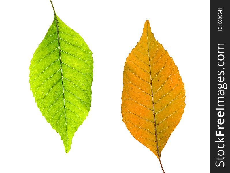 Green and yellow leaves over white