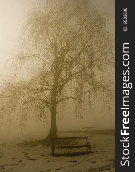 Winter tree in fog and bench