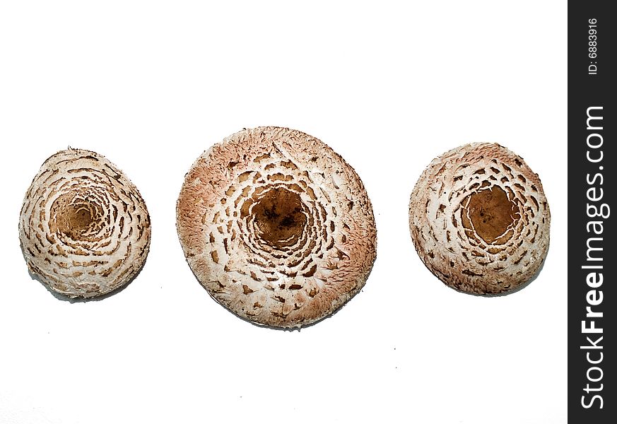 White wild mushroom caps on white background.