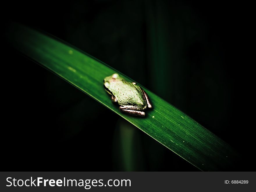 Frog sitting on a wide leaf in a natural setting