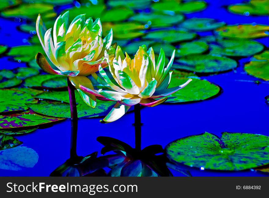 Lotus flowers and leaves on a fish pond