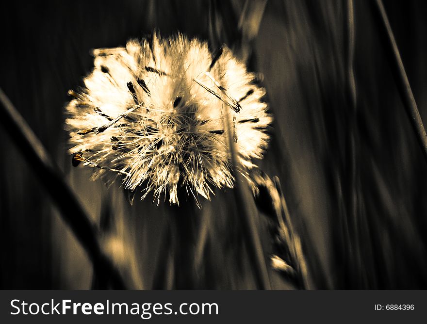 Dandelion in tall grass on the prairie