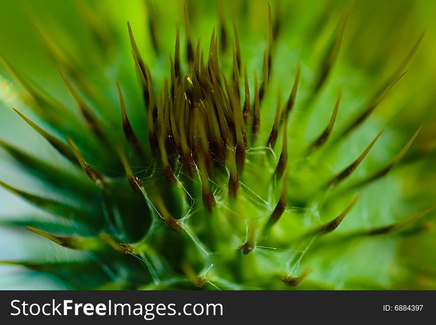 Thistle closeup in macro form with lens blur