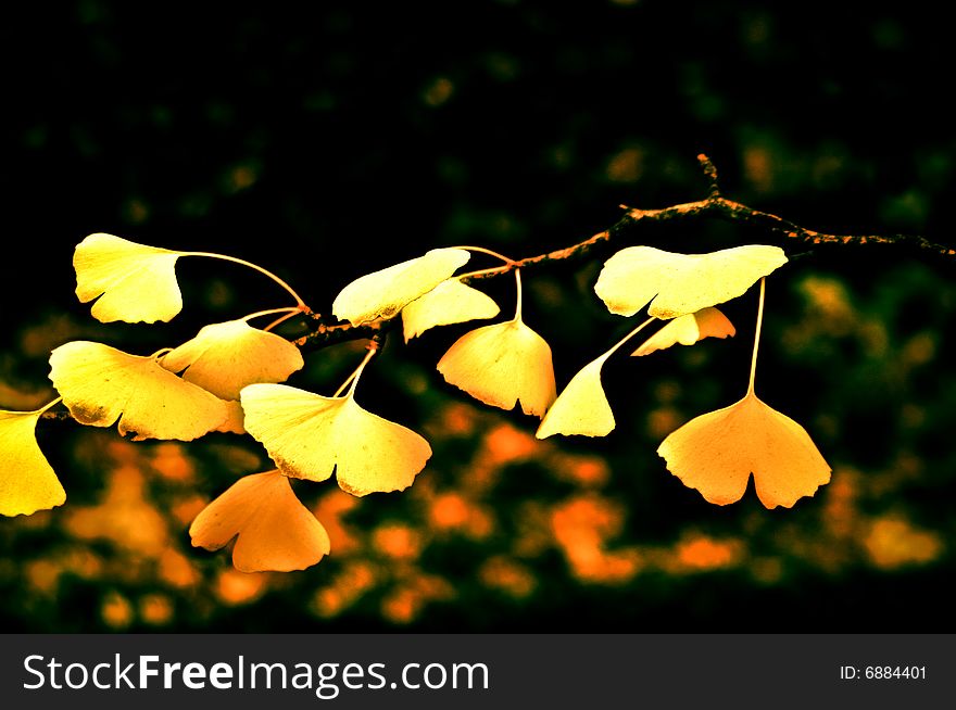 Yellow leaves on a japanese tree in a garden