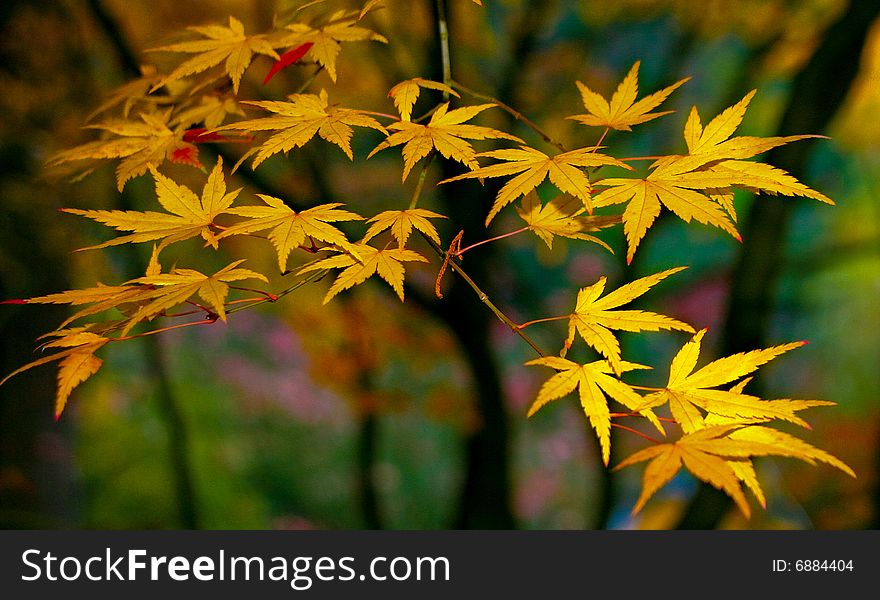 Japanese maple leaves in a garden setting