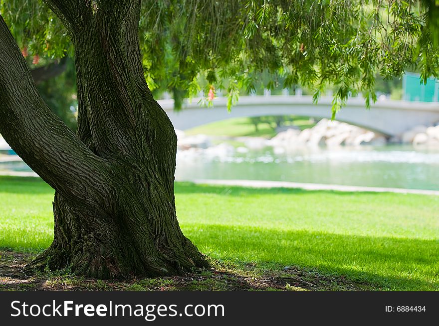 Tree Photos In A Park