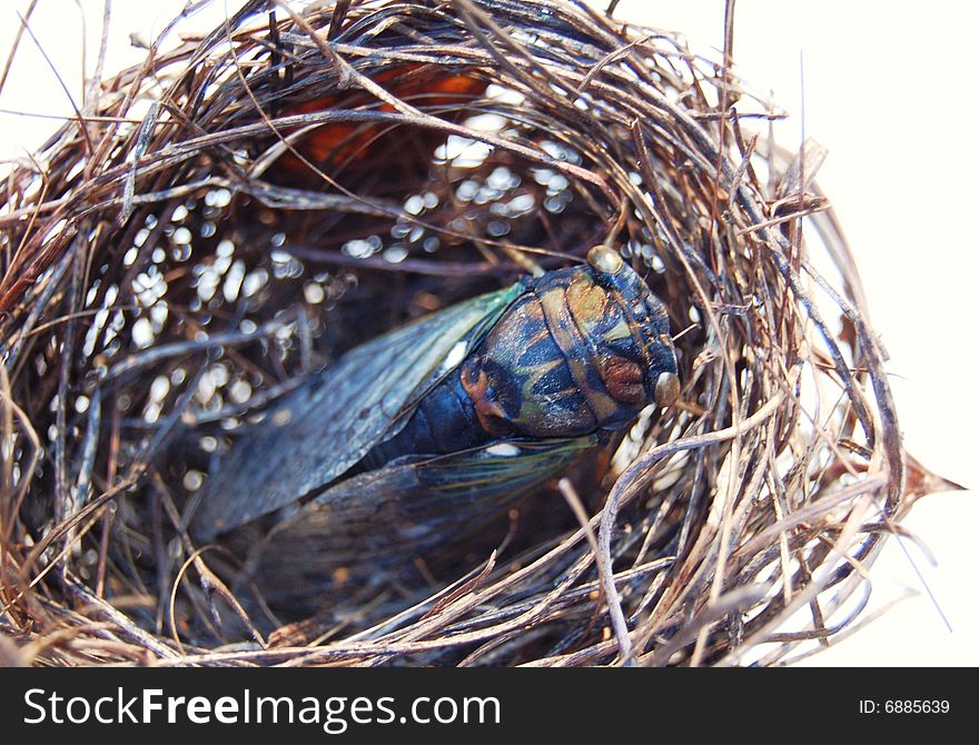 Cicada in a birds nest on white background