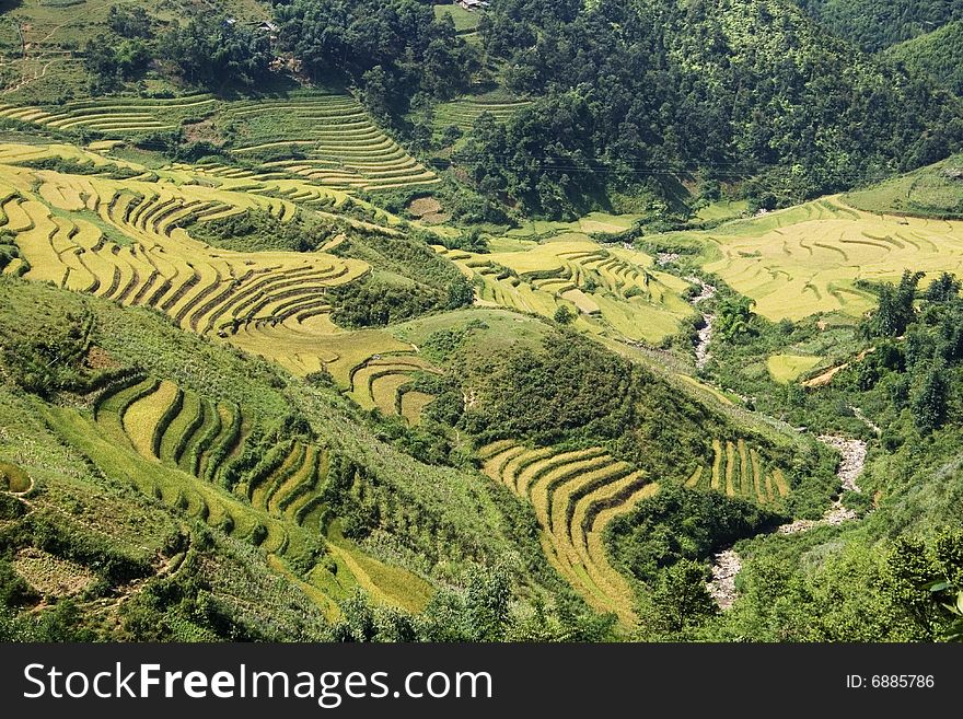 This photo is from Sapa, Vietnam.  The terraces are used to grow rice.  The golden colour shows that it's harvest time. This photo is from Sapa, Vietnam.  The terraces are used to grow rice.  The golden colour shows that it's harvest time.