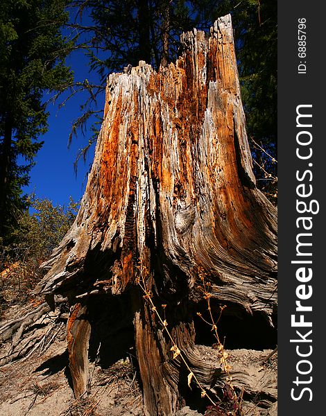 Old stump rotting away in Idaho forest. Old stump rotting away in Idaho forest