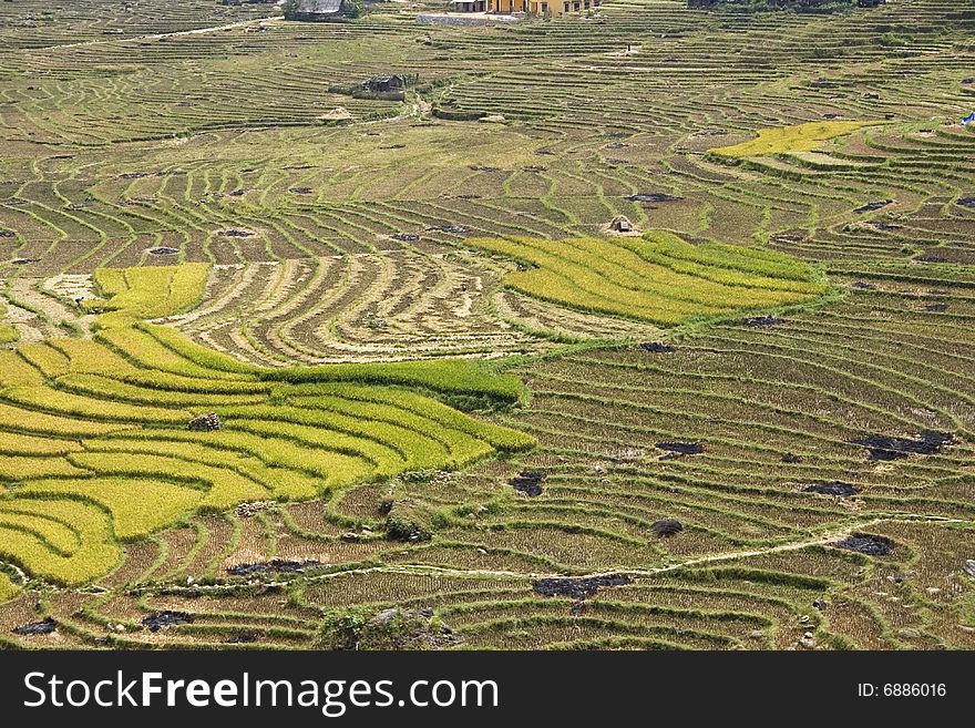 Rice Terraces On A River Valley