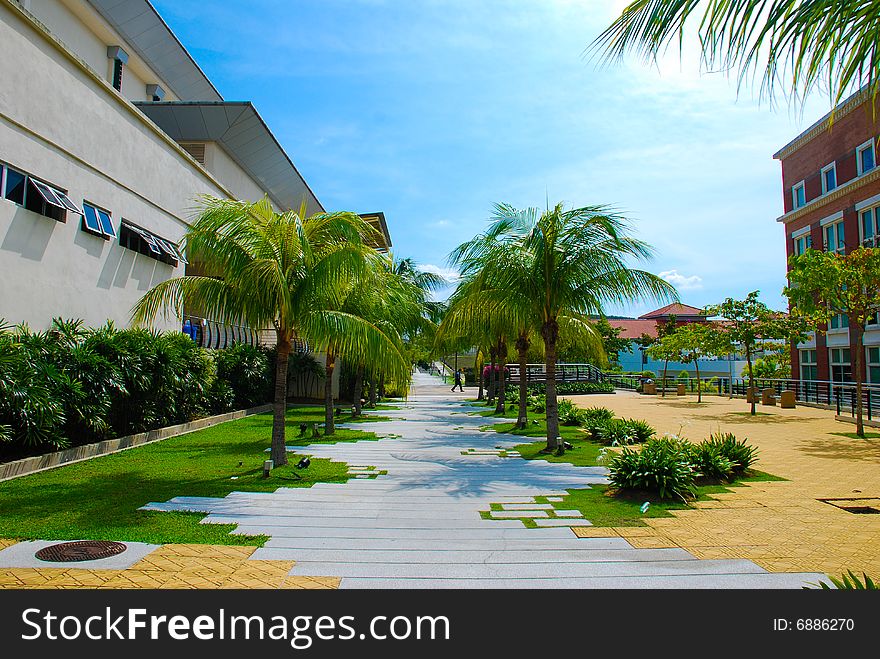 A walkway in in building area lined with palm trees. A walkway in in building area lined with palm trees