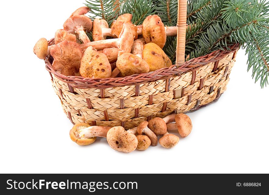 Autumn mushrooms honey agarics at yellow basket with green branches on white background