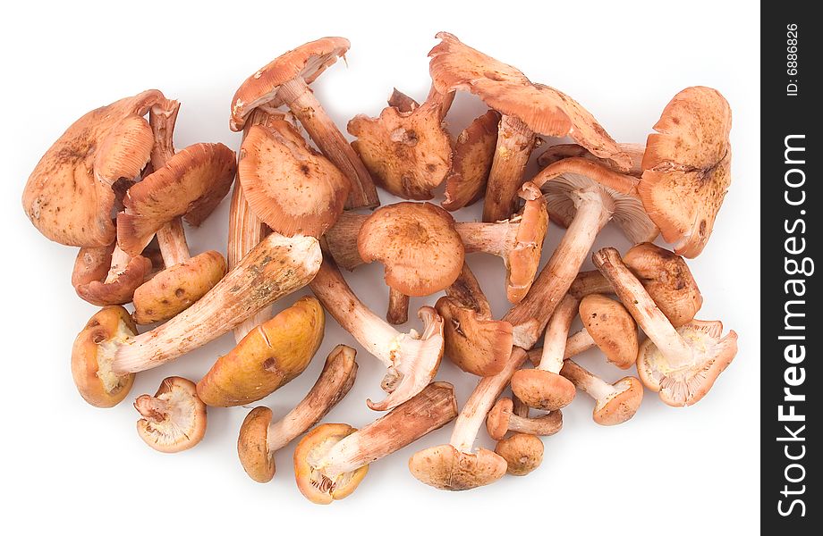 Autumn mushrooms honey agarics ripe and edible on white background