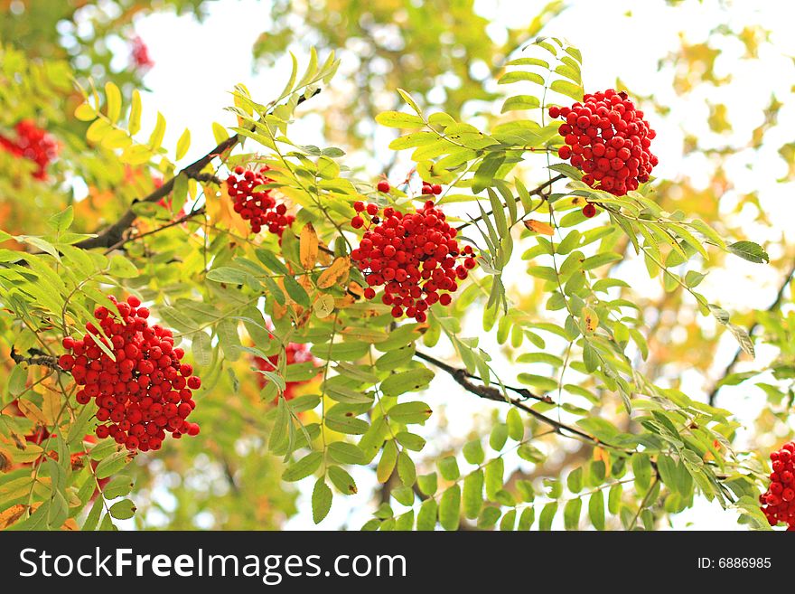 Three ash-berry clusters. Autumn background. Three ash-berry clusters. Autumn background.