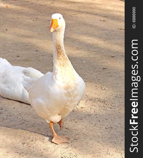 Close up of the white domestic goose