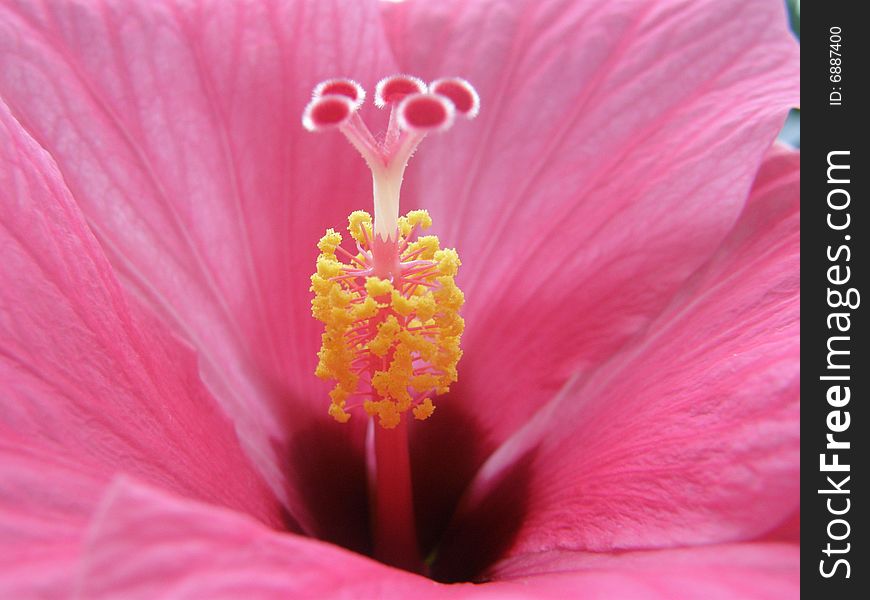 A center of pink flower - hibiscus. A center of pink flower - hibiscus