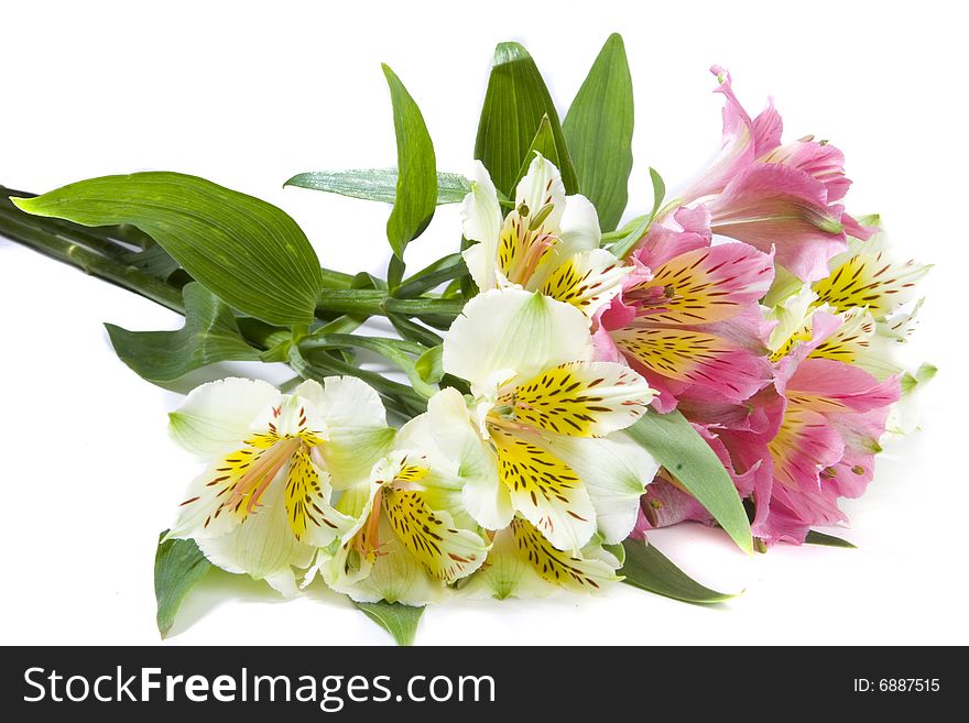 White and pink alstroemeria flowers on white ground