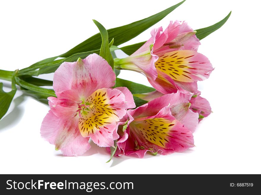 Pink Alstroemeria Flower