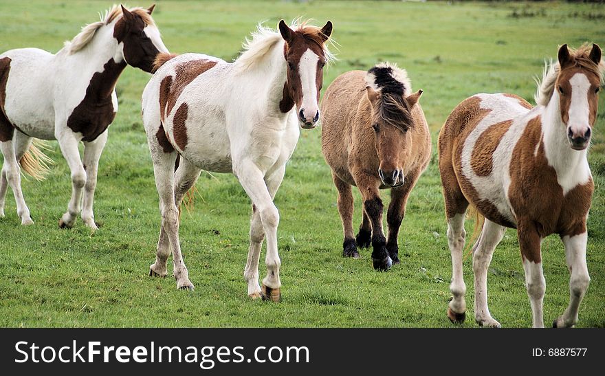 A herd of 3 colorful foal's together on the grasland. A herd of 3 colorful foal's together on the grasland