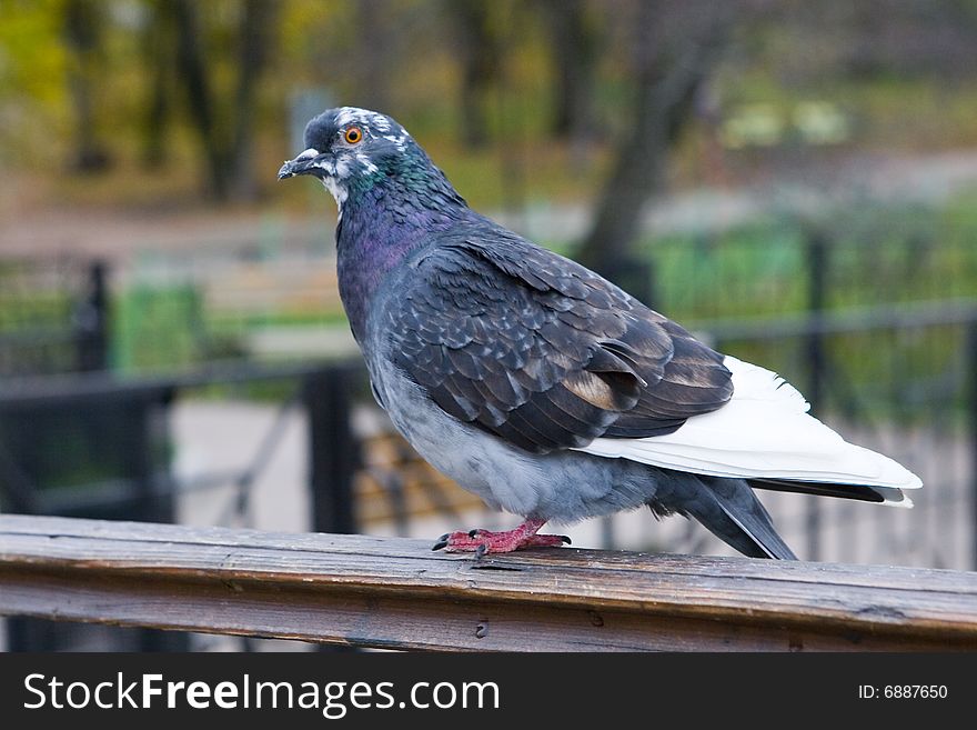 Dove sitting on handrail in park