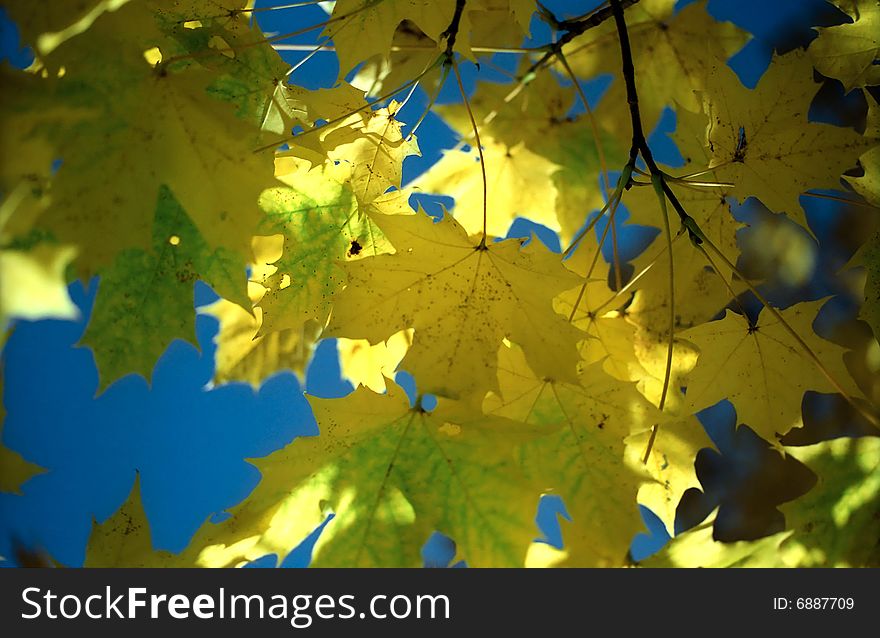 Sun in autumn maple leaves against blue sky. Sun in autumn maple leaves against blue sky