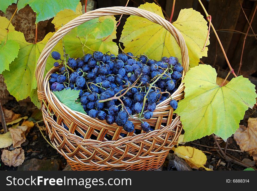 Woven basket with grapes