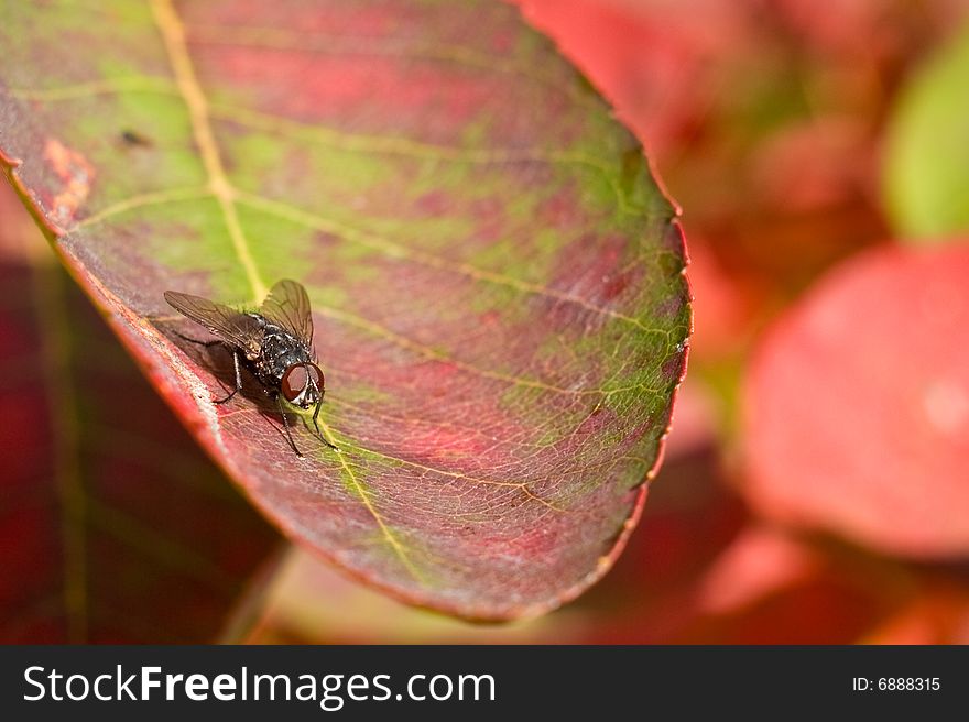 A common housefly resting on a red and green autumn leaf. A common housefly resting on a red and green autumn leaf