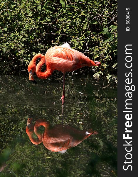 Flamingo with his reflection in the water. Flamingo with his reflection in the water.