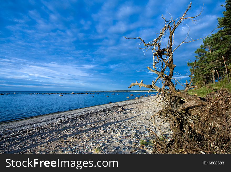 Tree roots on the sea coast.