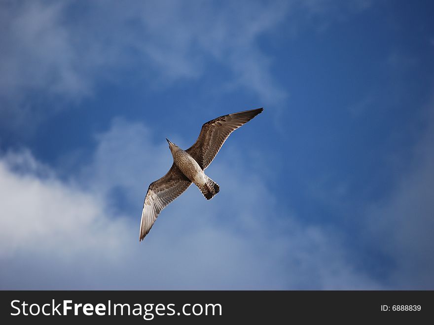 Seagull flying in blue sky over the sea